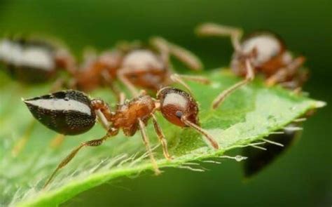 家裡出現小螞蟻 12生肖相沖